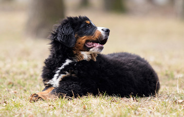 Bernese Mountain Dog puppy for a walk