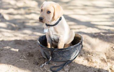 dog in bowl