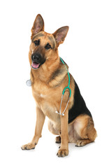 Naklejka na ściany i meble Cute dog with stethoscope as veterinarian on white background