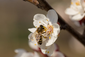 Blossoming tree in spring close-up. Spring branch with beautiful white flowers against the blue sky.