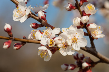 Blossoming tree in spring close-up. Spring branch with beautiful white flowers against the blue sky.
