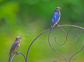 A male and female Bluebird hanging around their nest.