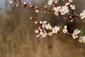 Blossoming tree in spring close-up. Spring branch with beautiful white flowers against the blue sky.