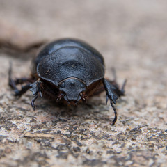 black beetle sitting on stone in malaysia rainforest