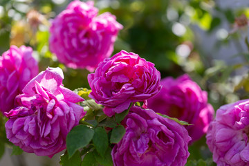 Colorful Pink Red Yellow White Rose and Flowers