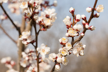 Blossoming tree in spring close-up. Spring branch with beautiful white flowers against the blue sky.