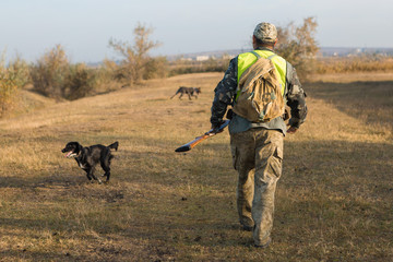 Hunters with a german drathaar and spaniel, pigeon hunting with dogs in reflective vests	