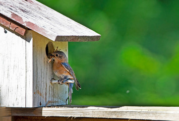 A female Bluebird brings sticks to her nest, getting them through the hole.