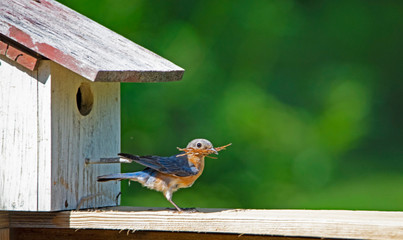 A female Bluebird brings sticks to her nest, getting them through the hole.