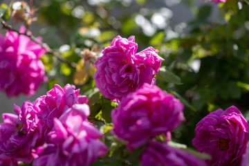 Colorful Pink Red Yellow White Rose and Flowers