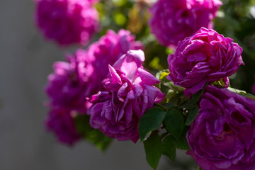 Obraz premium Colorful Pink Red Yellow White Rose and Flowers