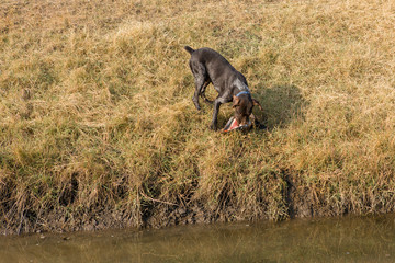 Fototapeta na wymiar German hunting watchdog drathaar, Beautiful dog portrait on the hunt 
