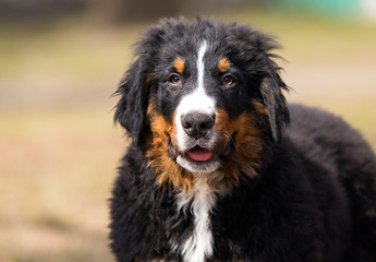 portrait puppy breed bernese mountain dog