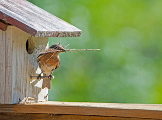 A female Bluebird brings sticks to her nest, getting them through the hole.