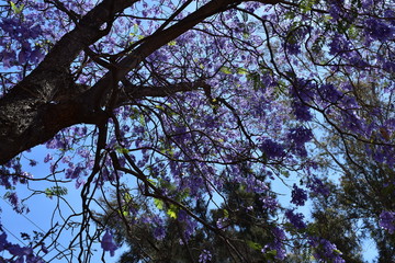 Árbol de bugambilia morada con fondo de cielo azul
