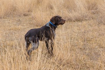 German hunting watchdog drathaar, Beautiful dog portrait on the hunt	