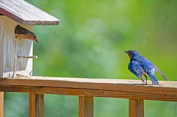 A male and female Bluebird hanging around their nest.