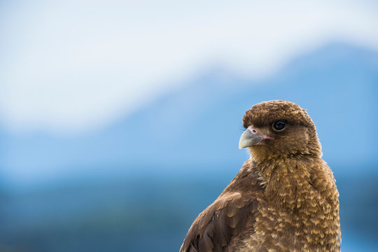 Headshot of chimango caracara (Phalcoboenus chimango) bird, Bariloche, Patagonia, Argentina