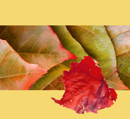 bright autumn leaves on yellow background, modern art