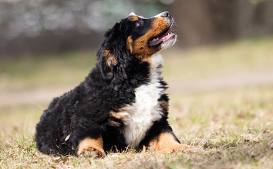 Bernese Mountain Dog puppy for a walk