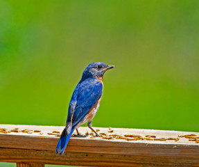 A single male Bluebird looking around his nest.