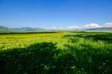 Obraz premium Beautiful field landscape