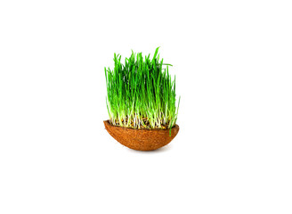 Sprouted   seeds wheat or green grass in coconut bowl  isolated on  white background. 