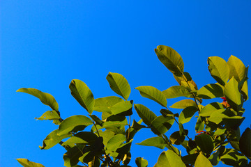 Fototapeta na wymiar Green Leaves Over Blue Sky Background. Beautiful Nature Background With A Lot Of Copy Space For Text.