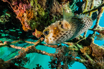 Obraz premium Diodon fish in the Red Sea Colorful and beautiful, Eilat Israel