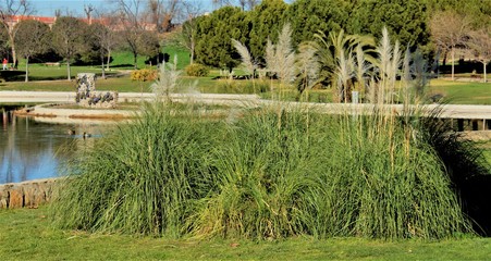 VEGETACIÓN FRONDOSA JUNTO AL LAGO, FRONDA, ESTANQUE, RÍO, DEHESA