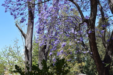 Arboles de bugambilia púrpura con cielo azul de fondo