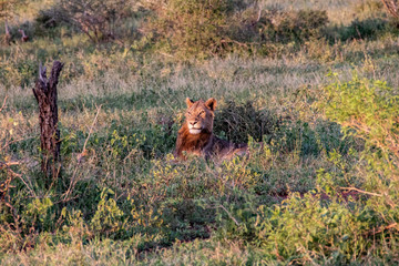 Fototapeta na wymiar african lion
