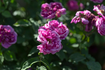 Colorful Pink Red Yellow White Rose and Flowers