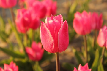 a pink tulip closeup in a tulip field in holland in spring