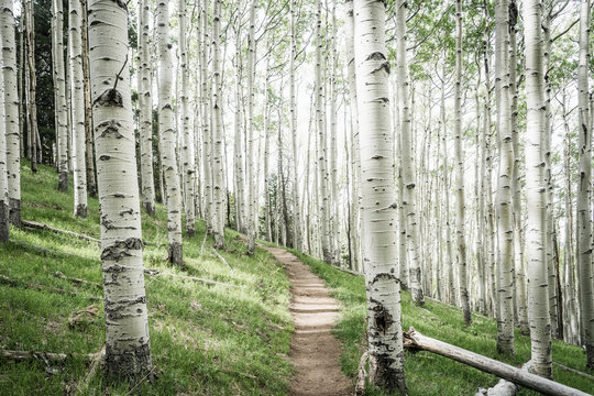 Aspen tree forest, Lockett Meadow, Flagstaff, Arizona, USA
