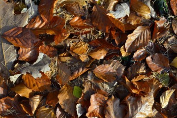 Closeup photograph of colorful autumn leaves, including beech, European oak, and larch needles. Taken on a sunny November day.
