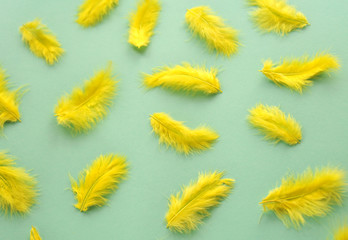 Yellow feathers on mint color background. © MagicsPhotos