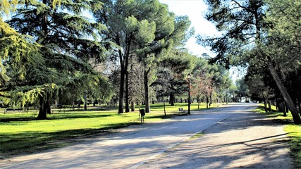 CAMINO ENTRE LOS ARBOLES CON SOMBRAS, BOSQUE, PARQUE, VERDE, HIERBA, CAMPO, SENDA, SOMBRA, FRESCO