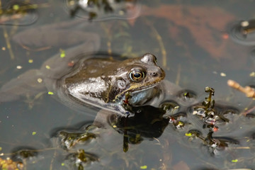 frog