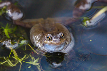 frog