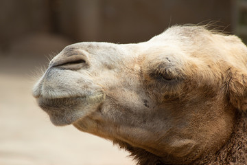 Camel head