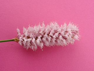 Close-up of a pink wild flower, Bistort, Bistorta officinalis