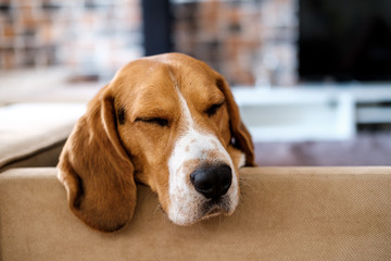 Beautiful beagle dog sleeping on the couch