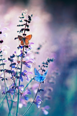 natural greeting card with two small bright orange and blue butterflies pigeon sitting on purple flowers on a Sunny summer day in a rural meadow