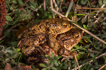 toads in the grass making love