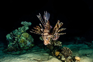 Lion fish in the Red Sea colorful fish, Eilat Israel