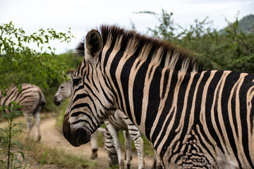 Fototapeta na wymiar beautiful african zebra
