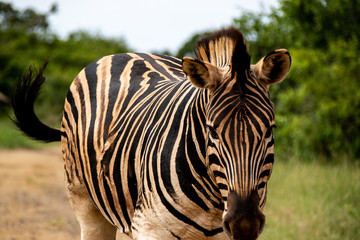 beautiful african zebra