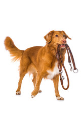 Dog with a leash on white background