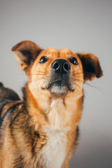 Obraz premium Funny dog